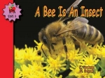 A Bee Is An Insect